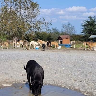 4 Ekim Hayvanları Koruma Günü Etkinlikleri